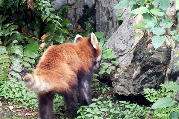 食後の木登りへ