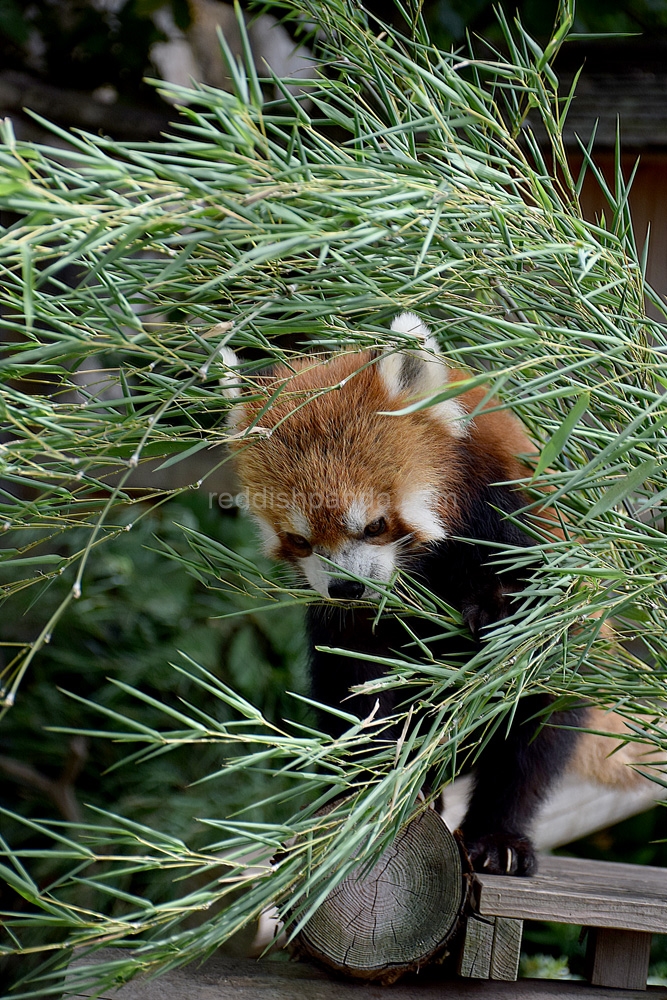 竹の葉　食べる