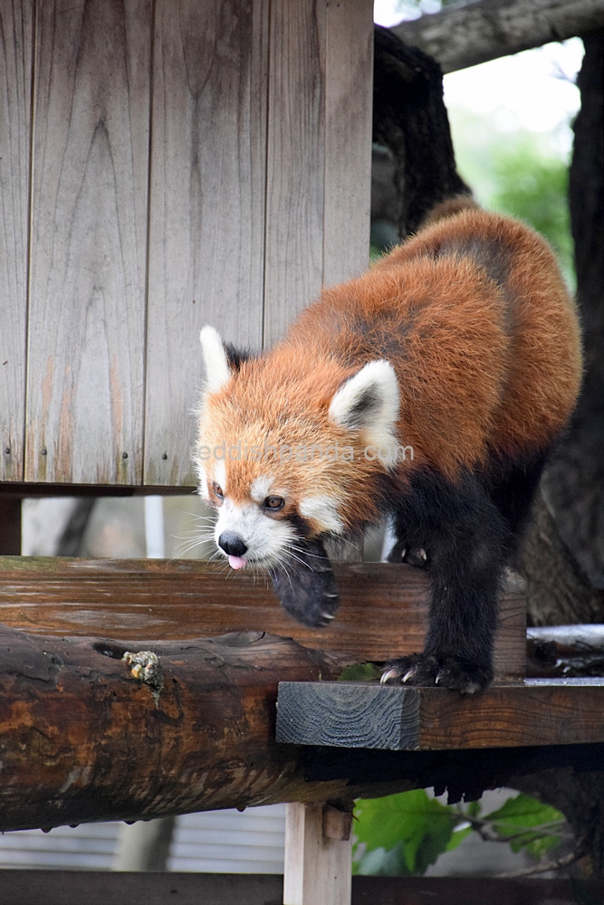 あっ、ウ〇チ