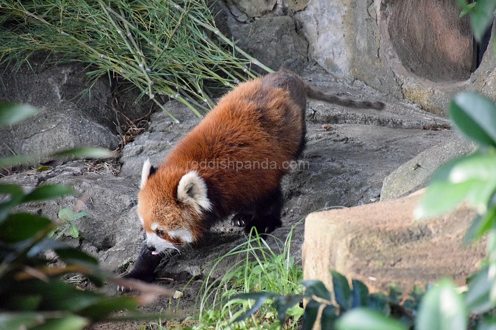 食べられん