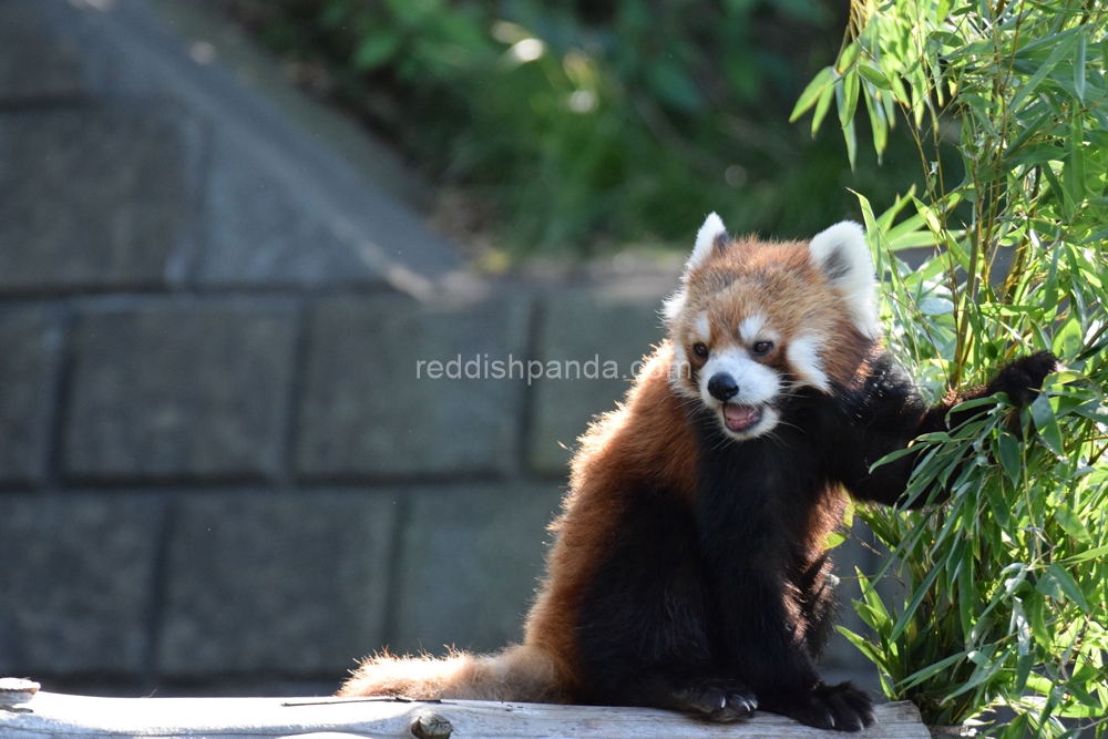 ちょいと竹の葉