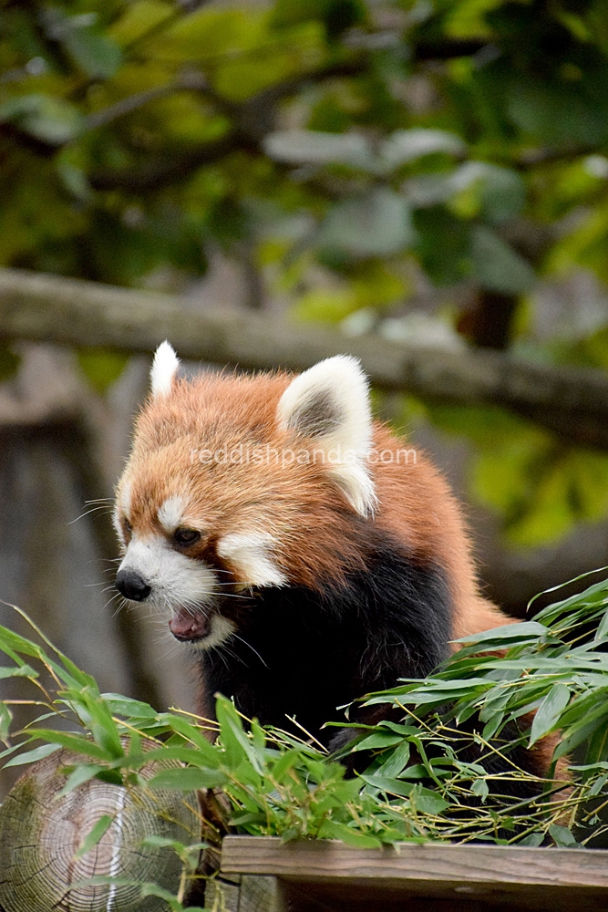 食うべし~