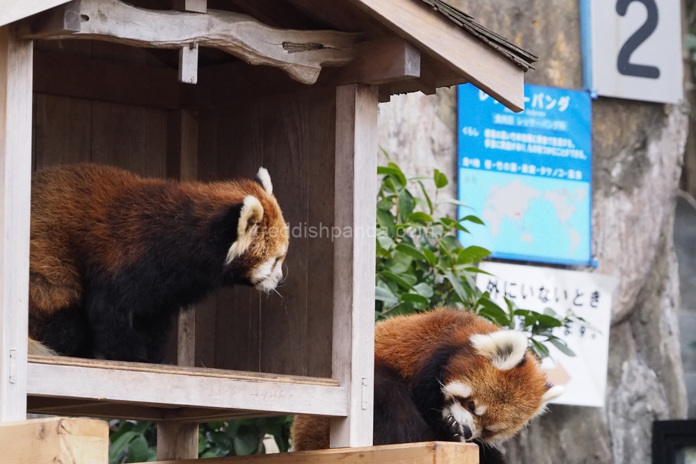 とりあえず　ごまかしとく