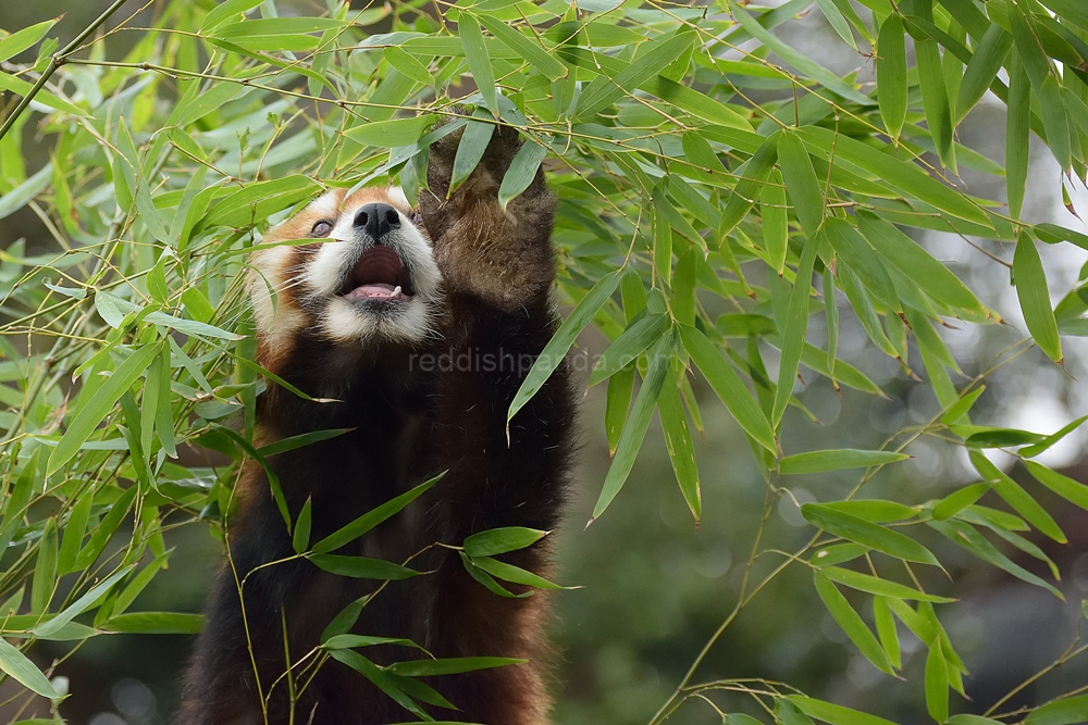 竹の葉を食べている