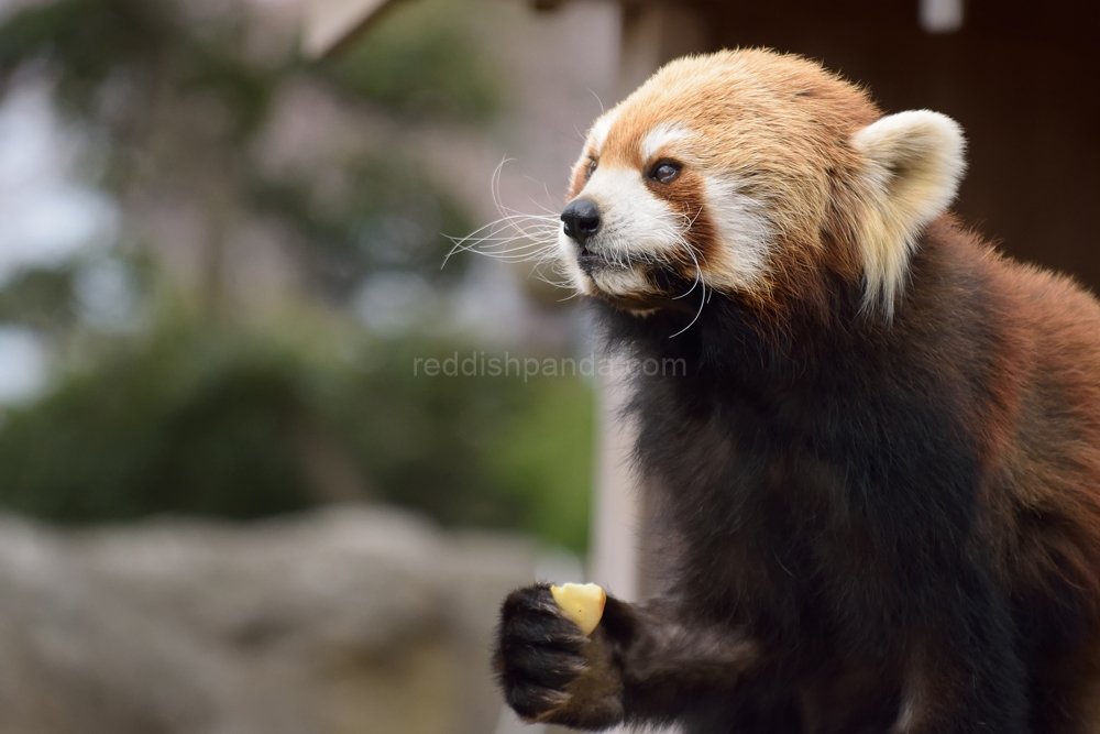 りんご食べてる！