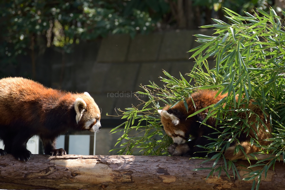 ケンケンの様子見てる