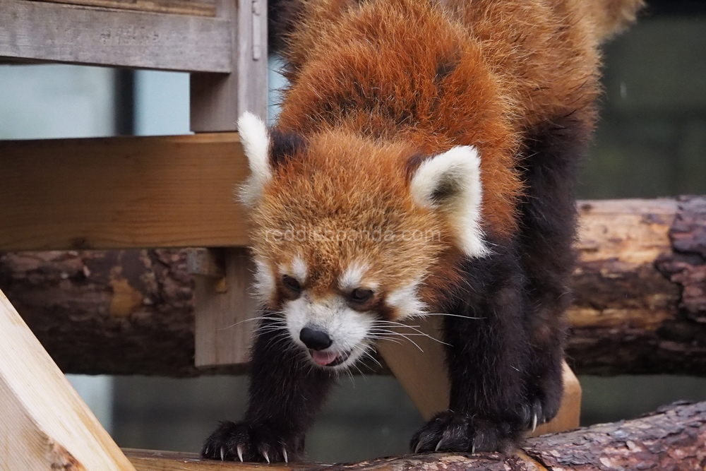 キンタの様子を見ているのだが