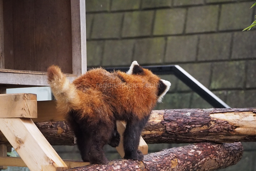 キンタこっちにくるかな