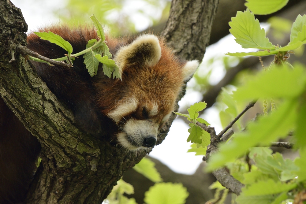 なんだか眠くなるな