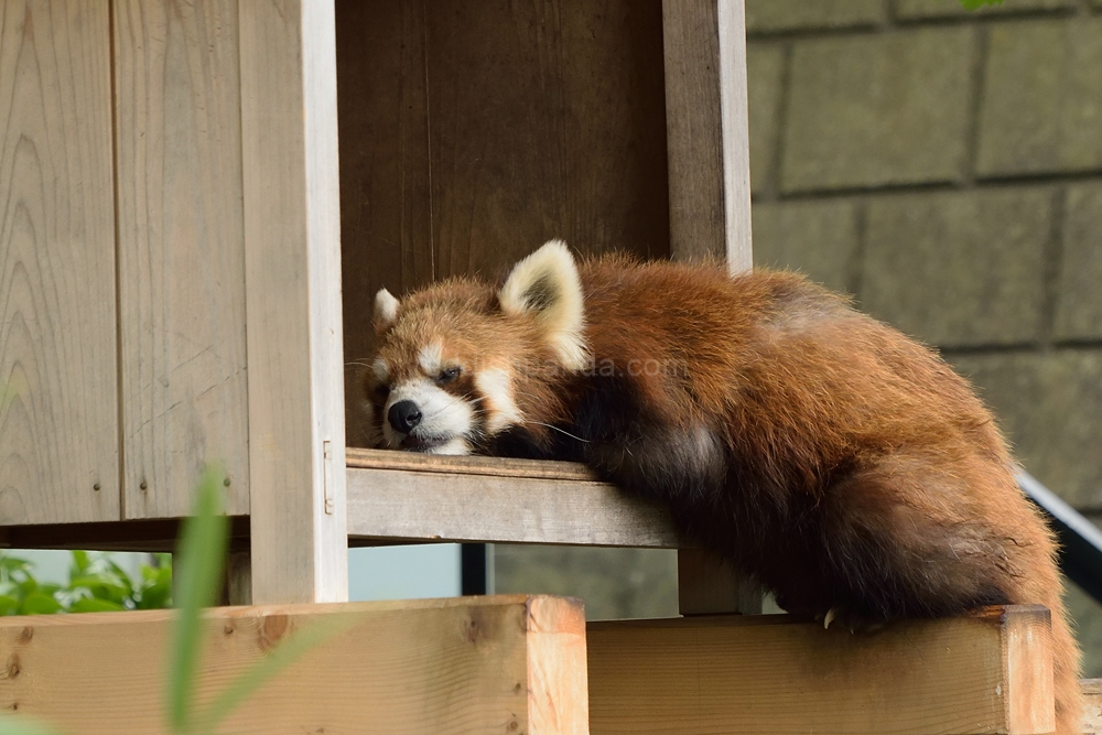 ここの事じゃ