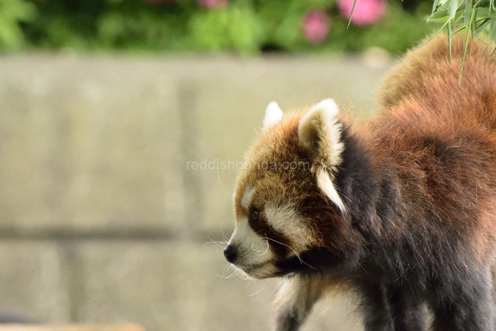 今は活動中