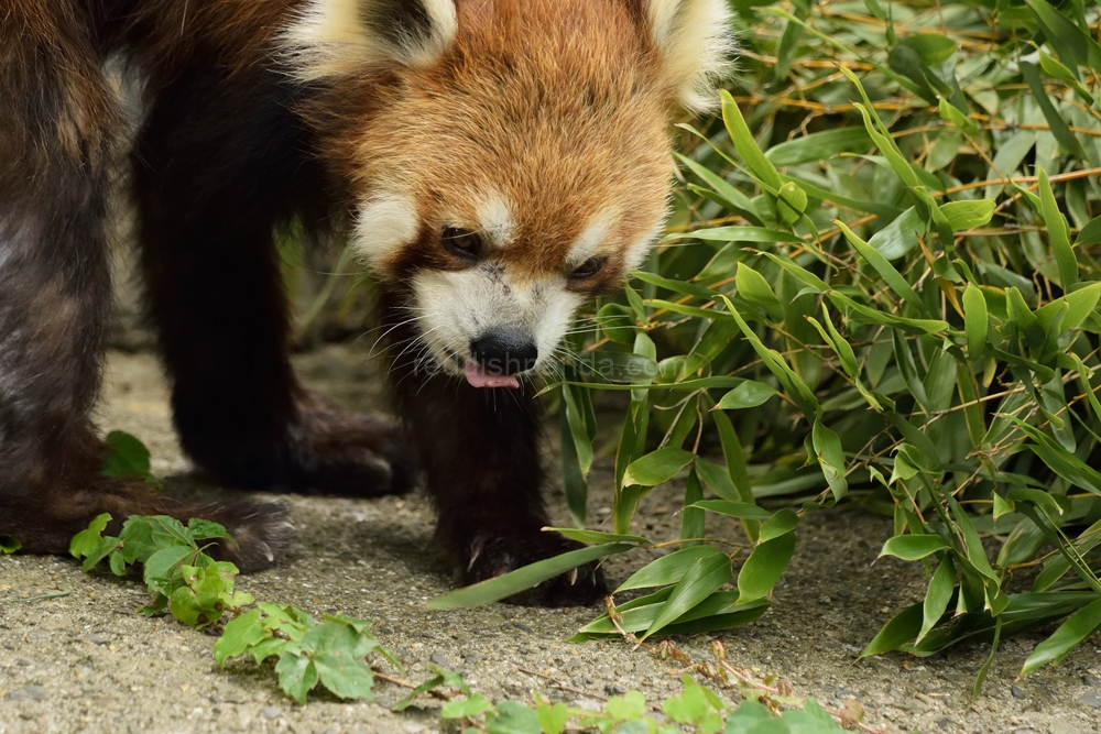 へへへ、マーキングしてやったぞ