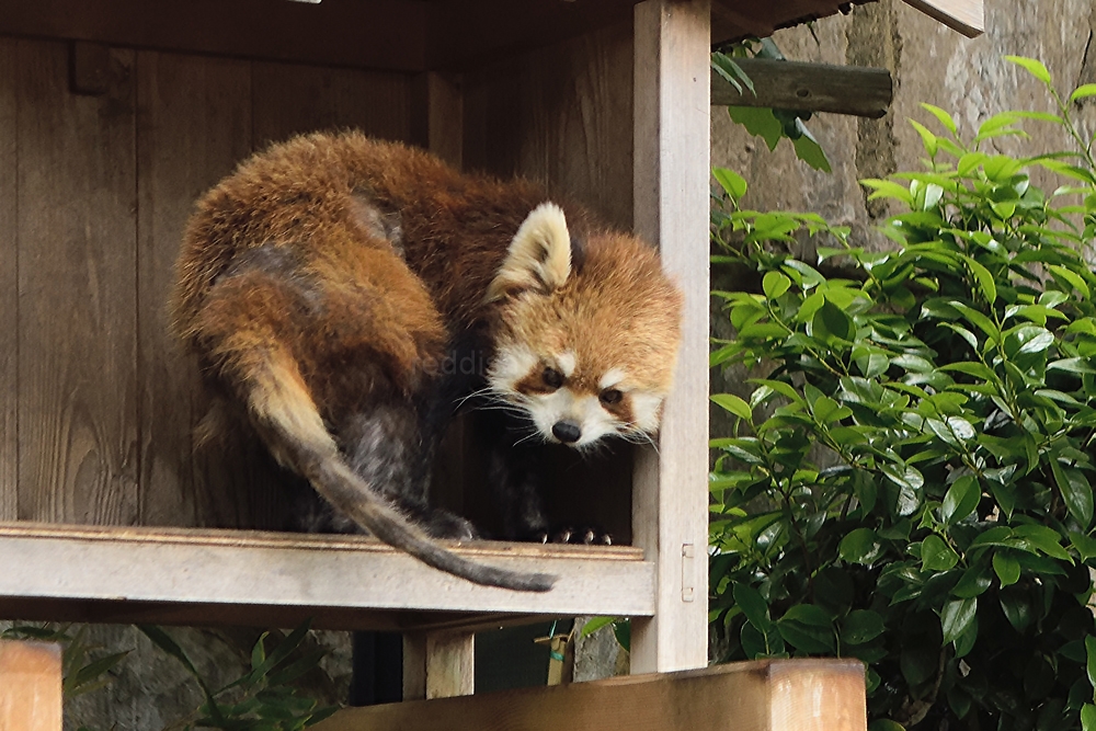 うわっ、何これ、こっち見てるかも