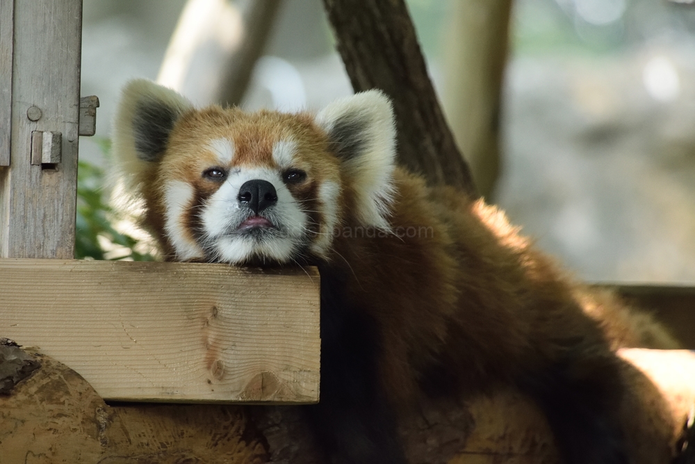 ん？なんかちょっと、鼻の穴から・・