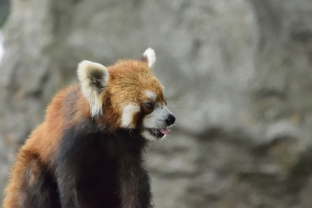 お、キンタが竹の葉食ってるな