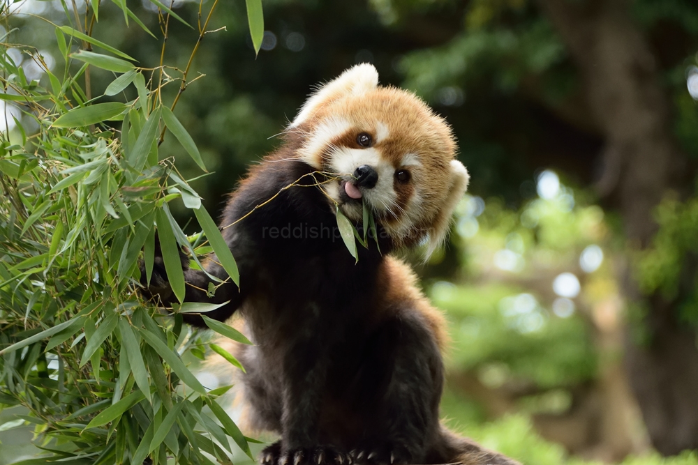 竹の葉食べてるところ