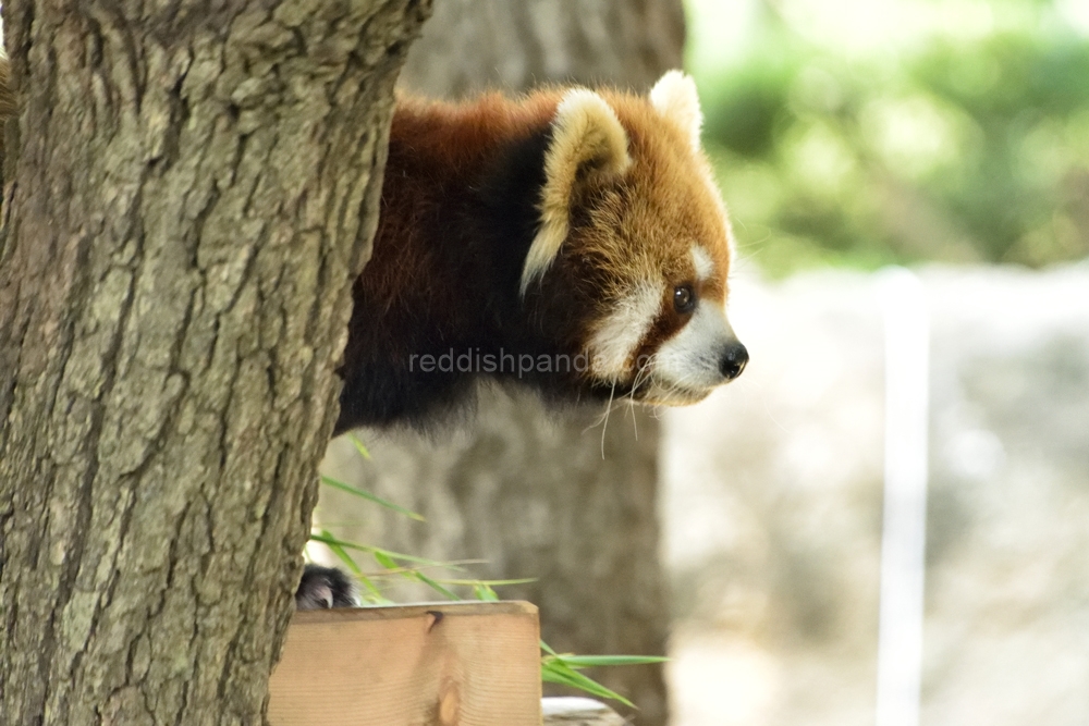 寝室の方に行こうかな　暑っ