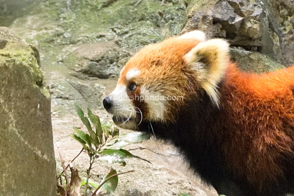 暑いので、今日も寝室に行ってきます　