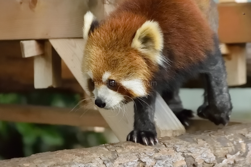 たまには竹の葉食べよ