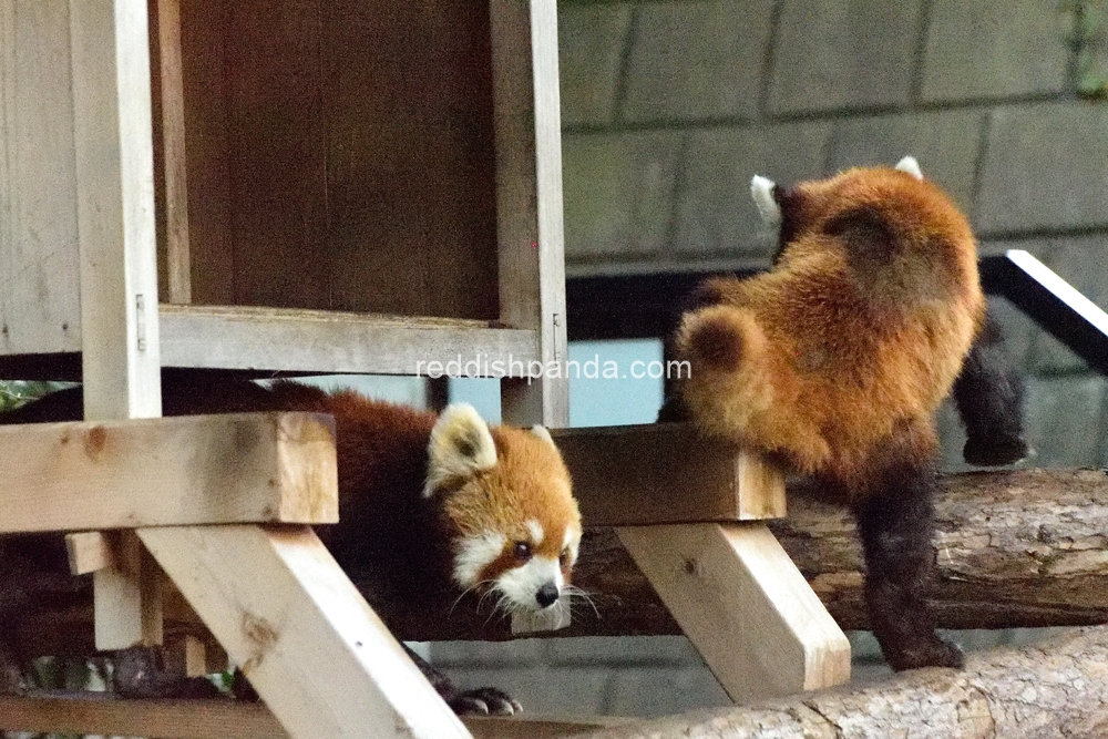 絶妙なタイミングで出てくるよな