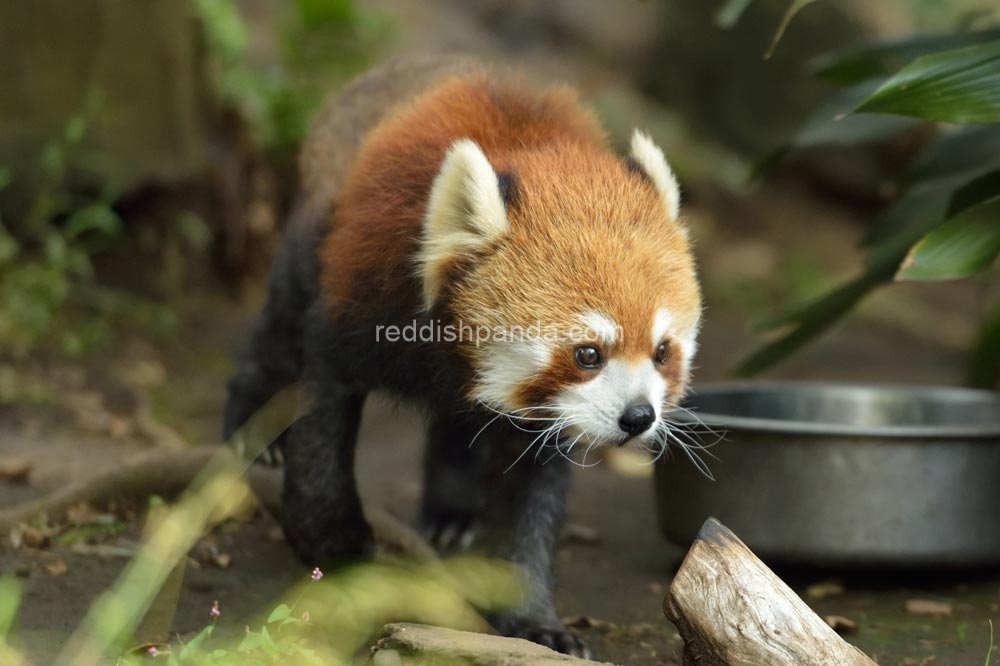 ちょいと　今ね　忙しいから