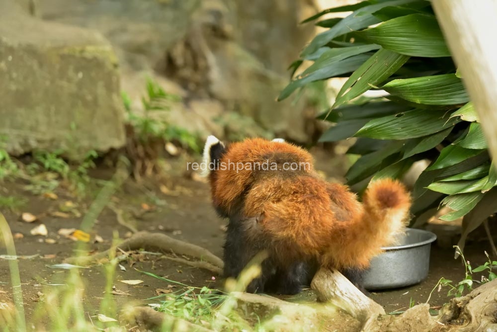 これはいつものマーキングじゃ