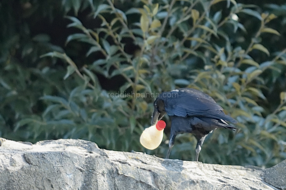 けして、マヨネーズに夢中のカラスを見ているわけではない