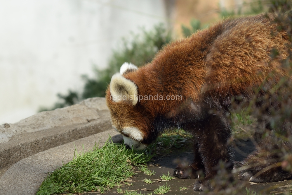 今日も　こういうの　やってるから　