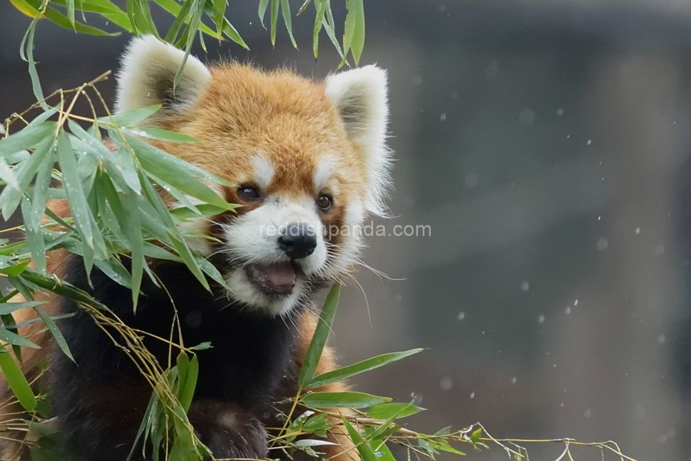 うへ～　すごいじゃねぇの　雨