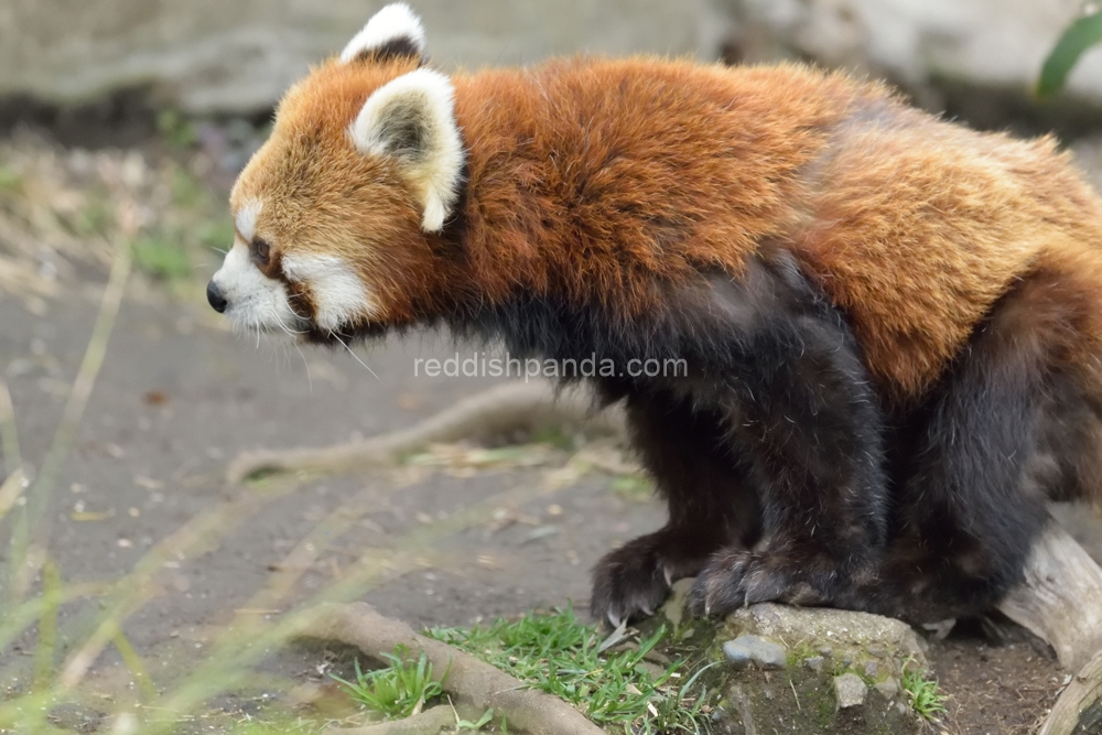 下にいたり、竹の葉食いにもいったりしてな