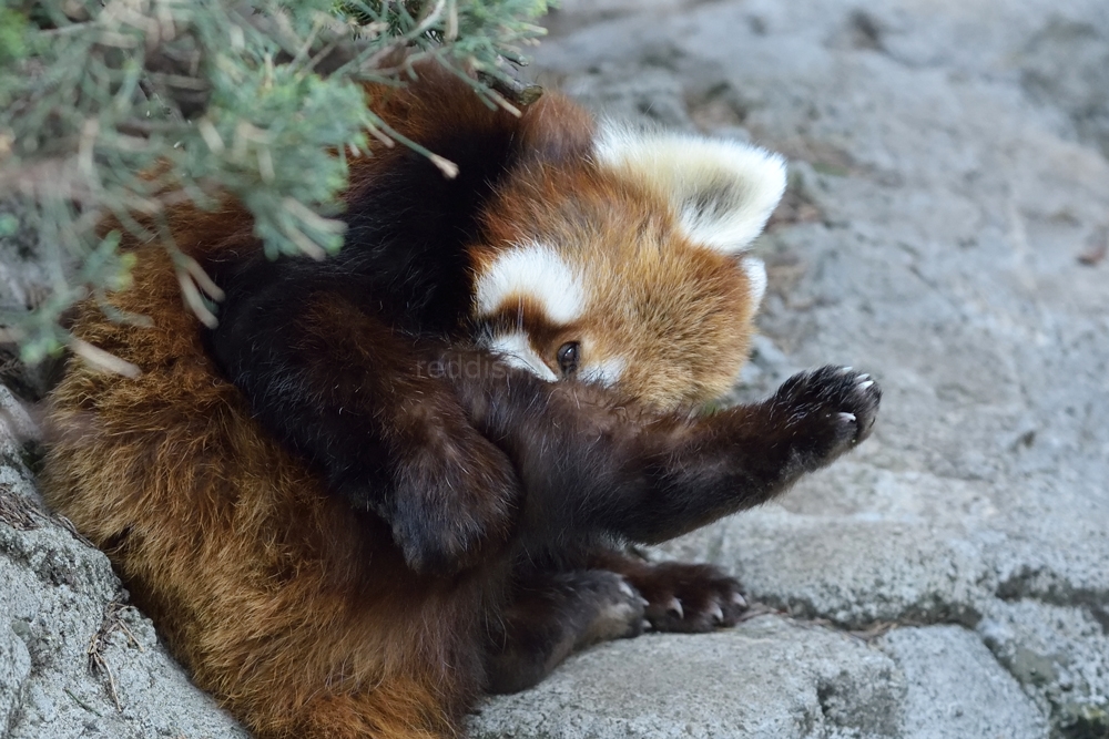 (ケンケン)　そしてこうなった