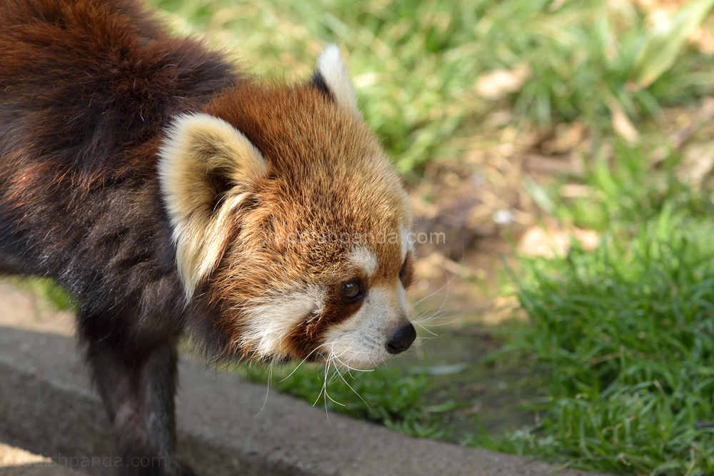 (キンタ) 　今日もはりきって