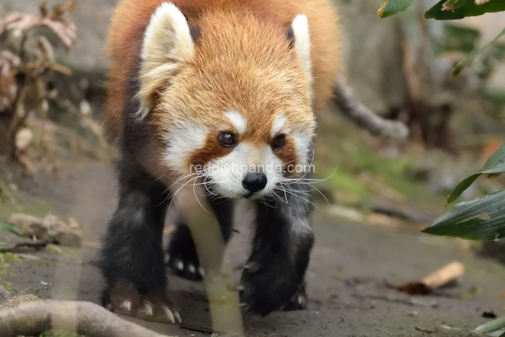 (キンタ)　皆さん、どうも　とことことこ