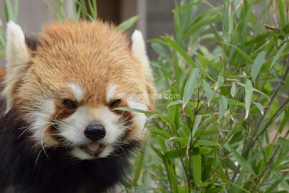 (キンタ)　あは～　食べますよ～