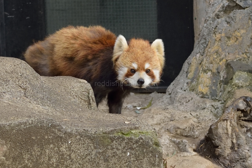 (キンタ)　うろちょろしてたら　あ、ケンケン