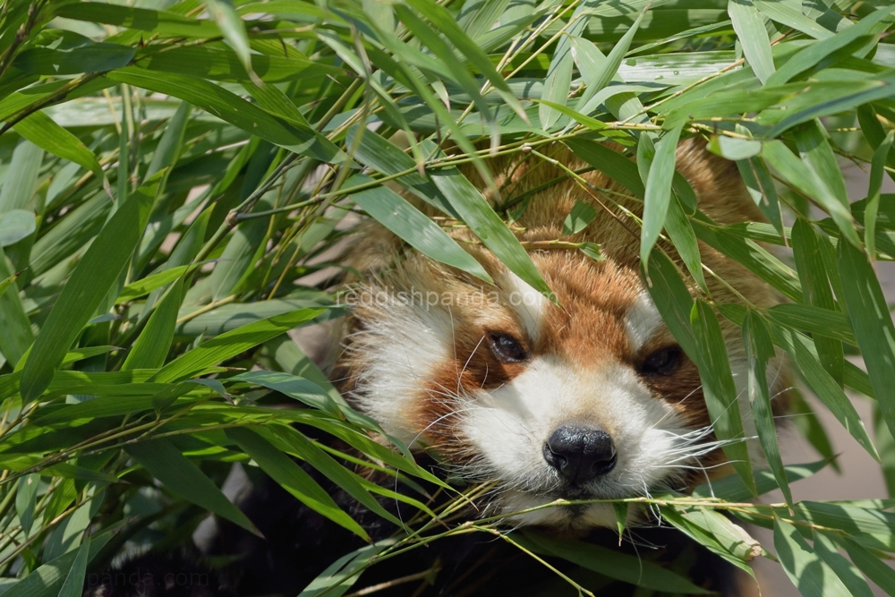 (キンタ)　食べてるんだけどね