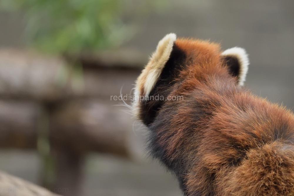 (キンタ)　ここで少し　ぼー