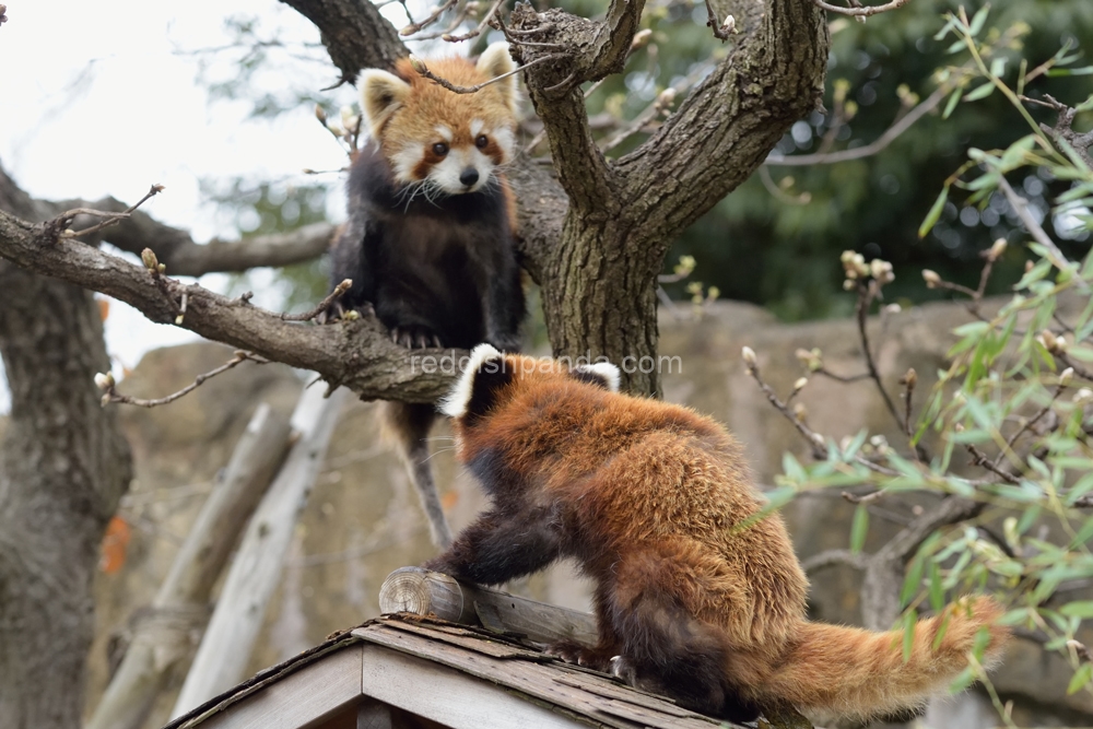 (ケンケン)　上に行くのか　そうか　