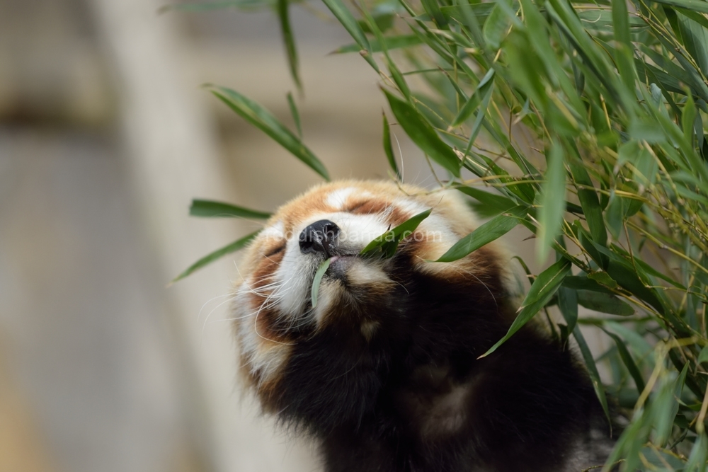 (キンタ)　今日も食べてるよ