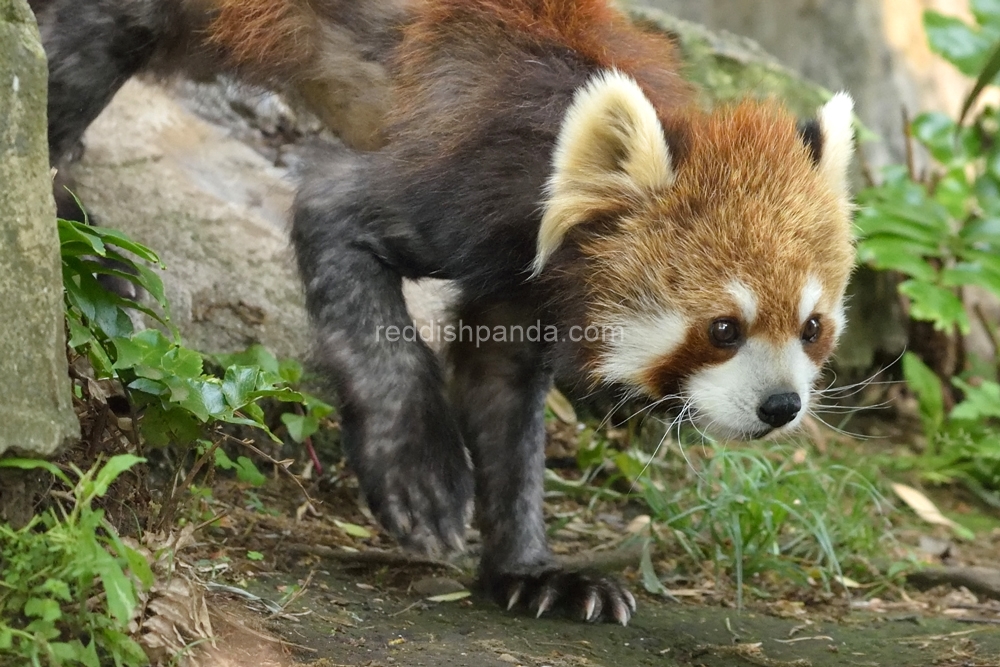 (キンタ)　とことこ　うろちょろ