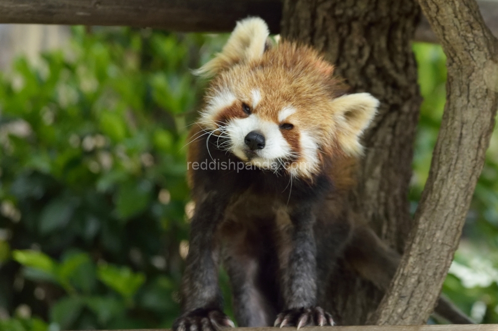 (キンタ)　ちょいと様子を見に来ただけ～