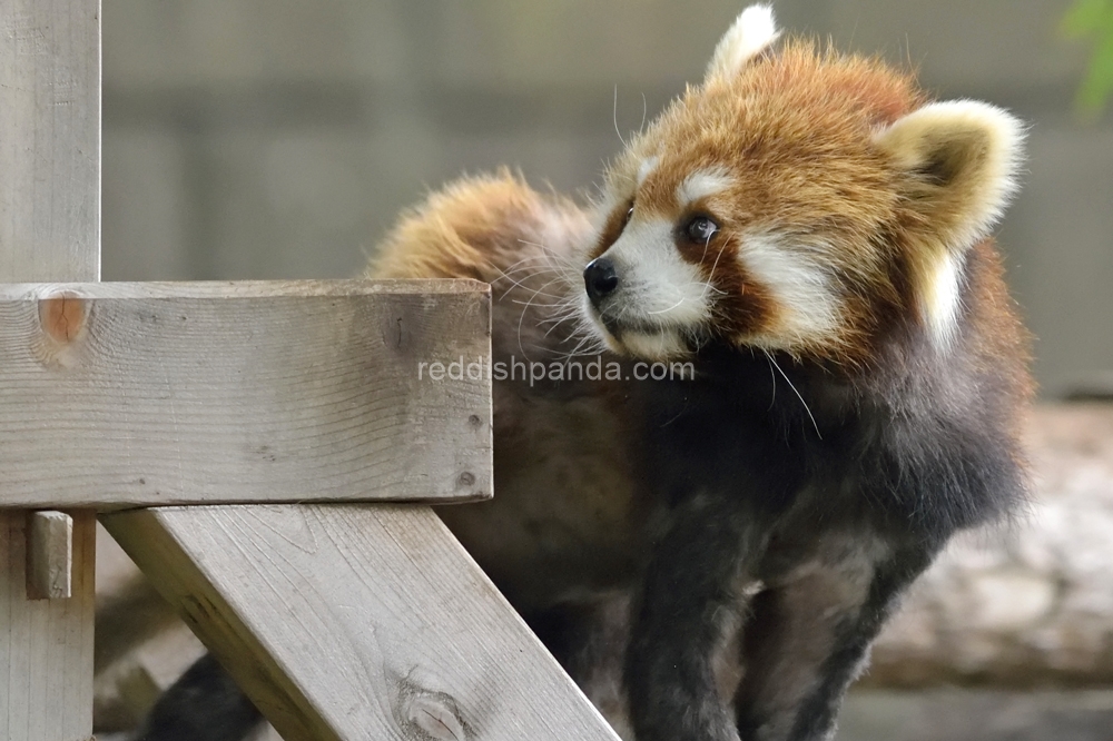 (キンタ)　きょろきょろ　えーっと・・・