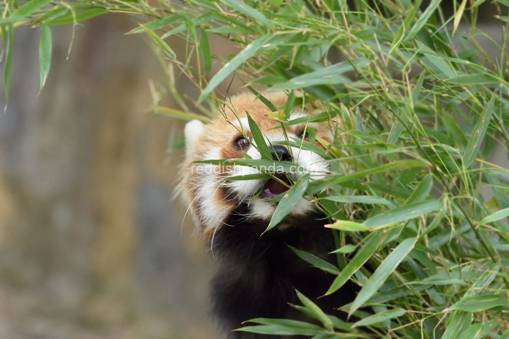 (キンタ)　ここに突進して来た～