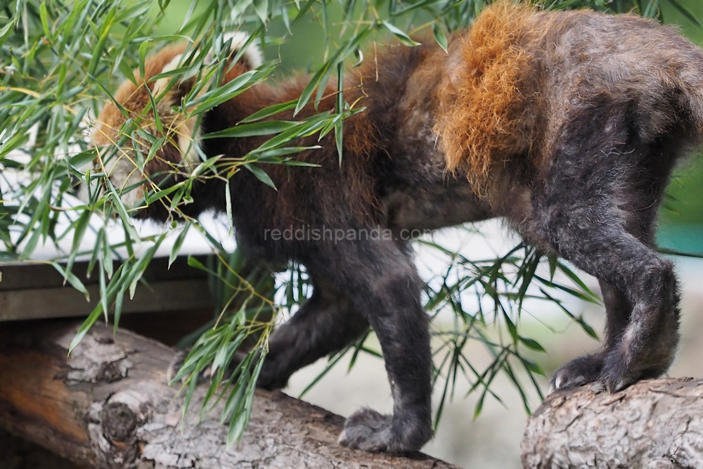 (キンタ)　よしっ、竹の葉　食べようかな