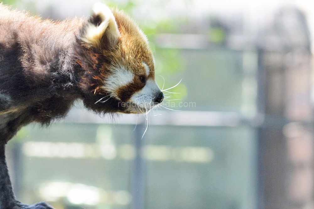 (キンタ)　今日も夏日だよね　これ