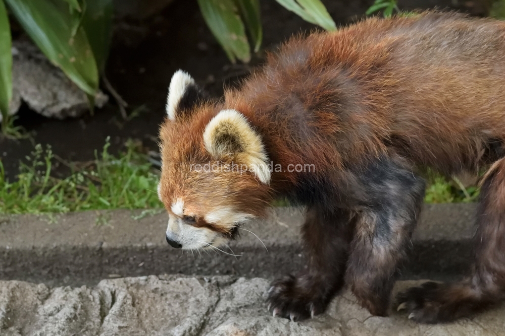 (ケンケン)　食わねぇよ