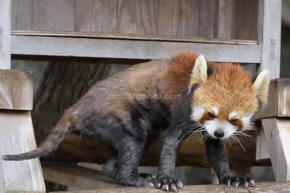 (キンタ)　今ね、少し様子見ながら　うろちょろしてる