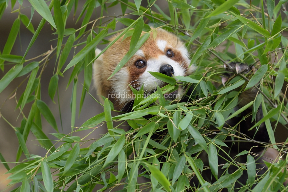 (キンタ)　勿論、今日も食べてるよ