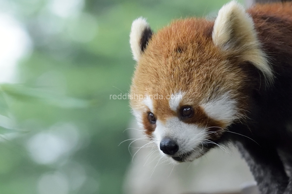 (キンタ) さてさて、どこに行こうかな