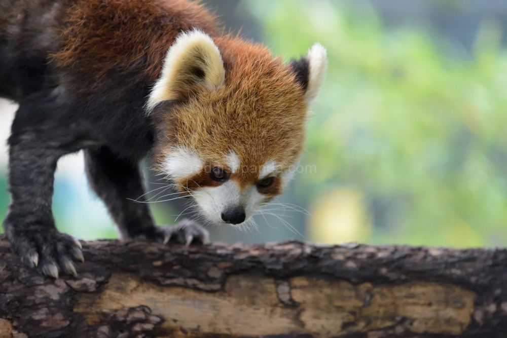 (キンタ)　ん？下で何かが一気に通ったよ　これケンケンだね